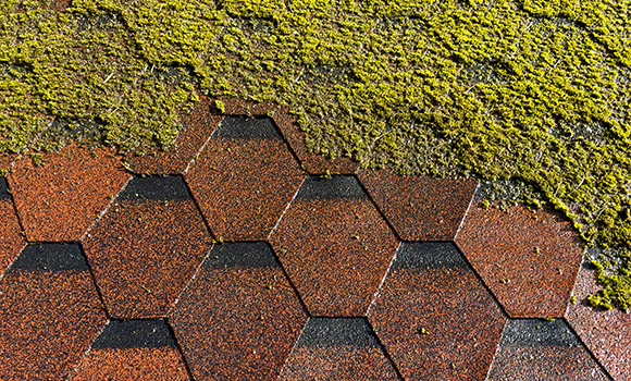 hexagonal paving stones with green moss growing on top natural outdoor flooring texture