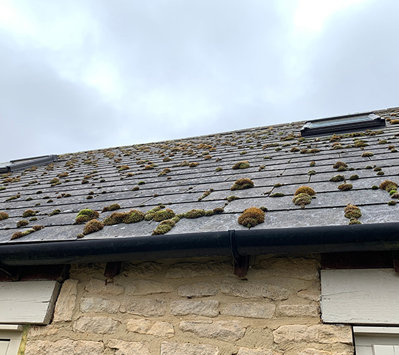 roof covered with moss and lichen under cloudy sky showing six types of growth with stone wall below