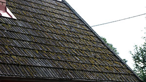 Moss growing on a pitched roof
